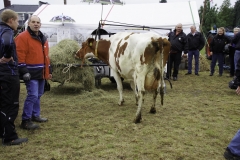 treckertreffen 2017 101 von 219