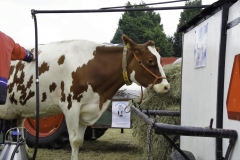 treckertreffen 2017 107 von 219